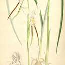 Image of White donkey orchid