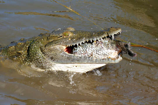 Image of Crocodylus