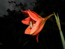 Image of hippeastrum