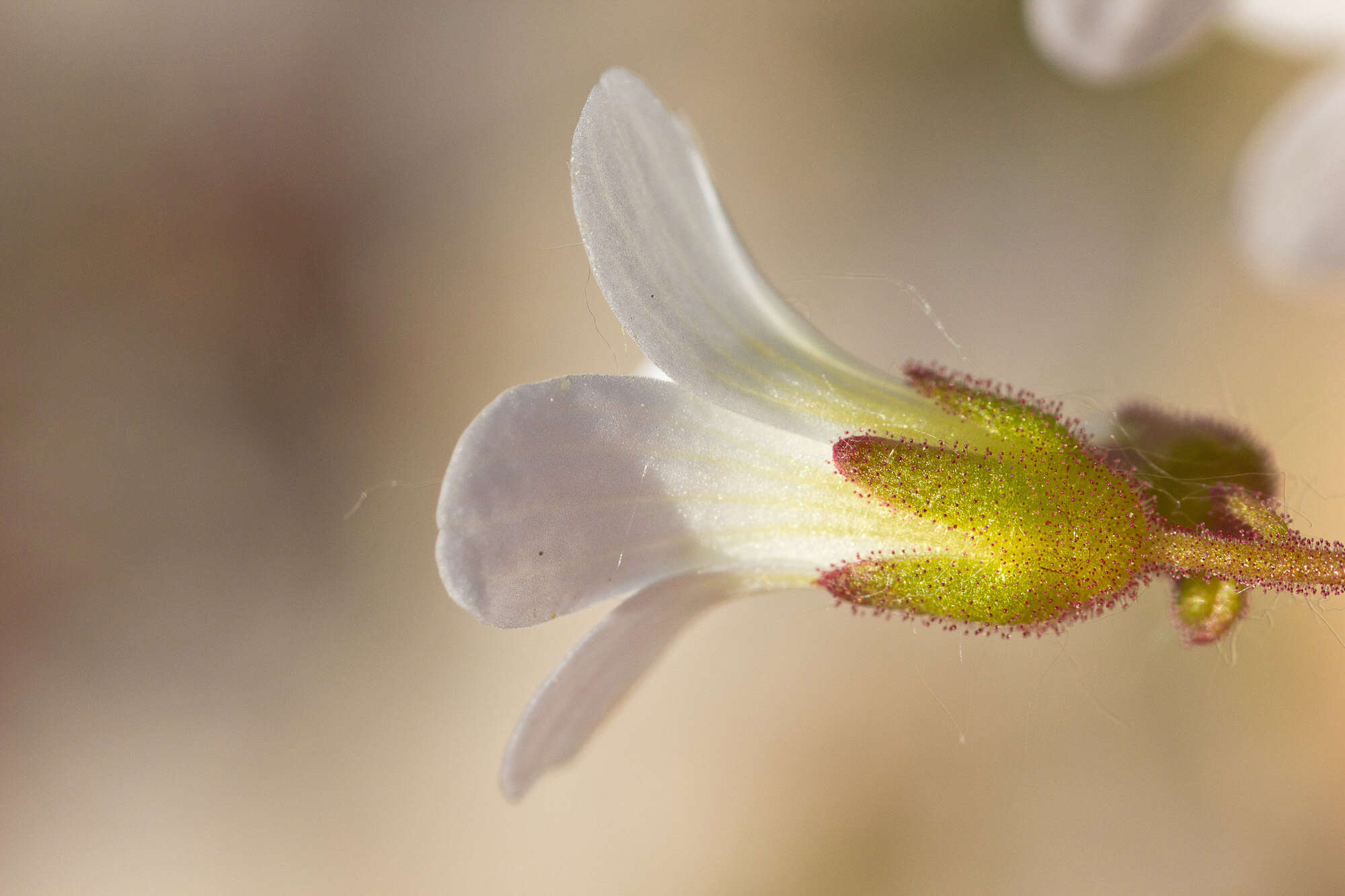 Image of Livelong Saxifrage