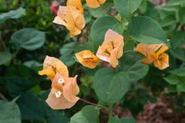 Image of bougainvillea