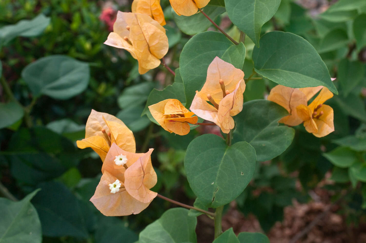 Image of bougainvillea