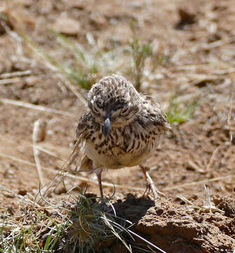 Image of Large-billed Lark