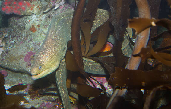 Image of California moray