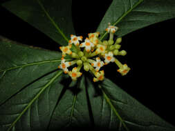 Image of Daphnopsis costaricensis K. Barringer & Grayum