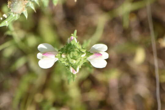 Image of Mediterranean lineseed