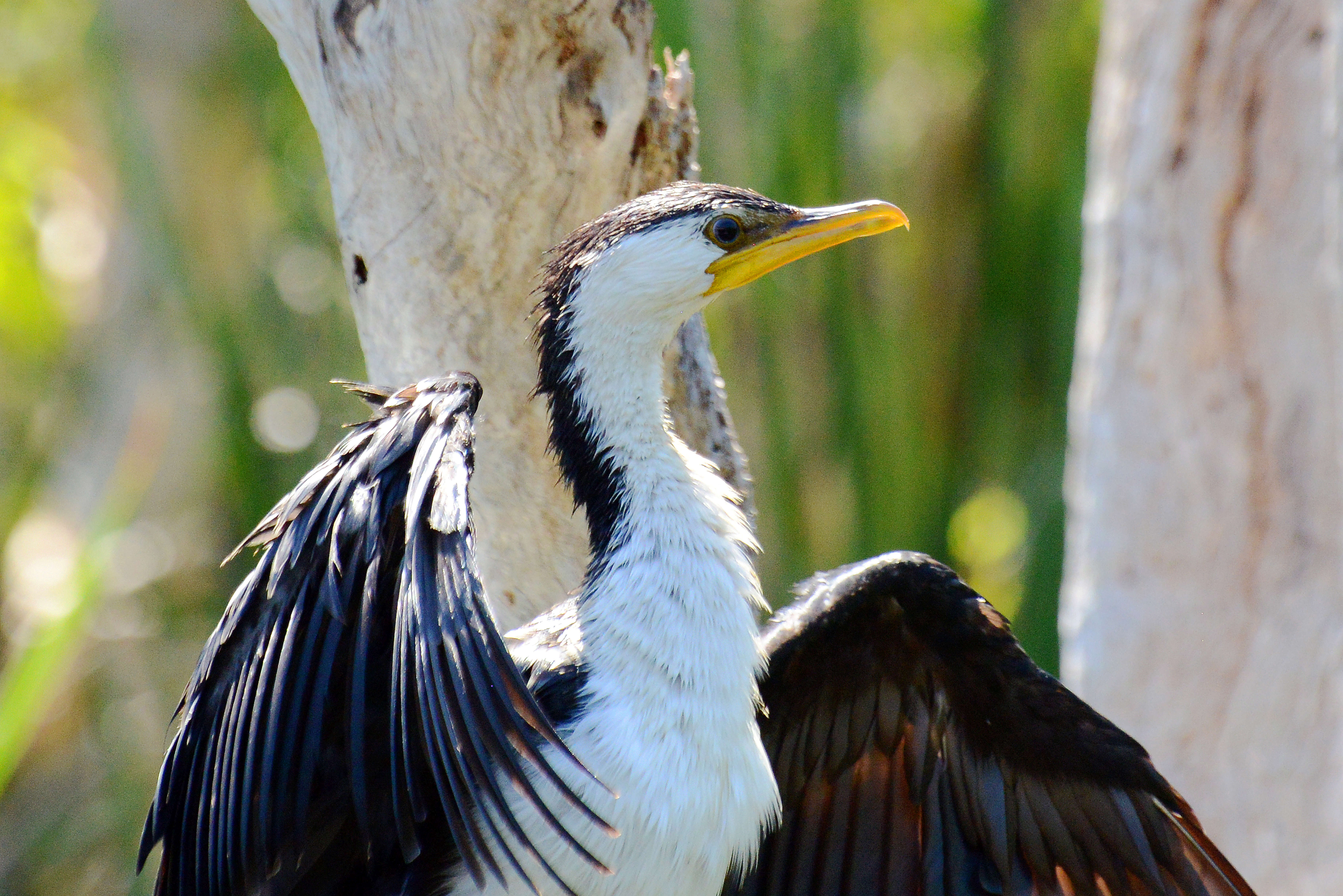 Image of Australian Pied Cormorant