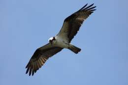 Image of ospreys