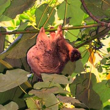 Image of Philippine Flying Lemurs