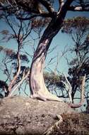 Imagem de Eucalyptus pauciflora Sieber ex Spreng.