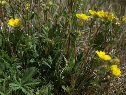 Image of slender cinquefoil