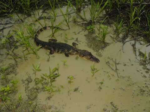 Image of Common Caiman