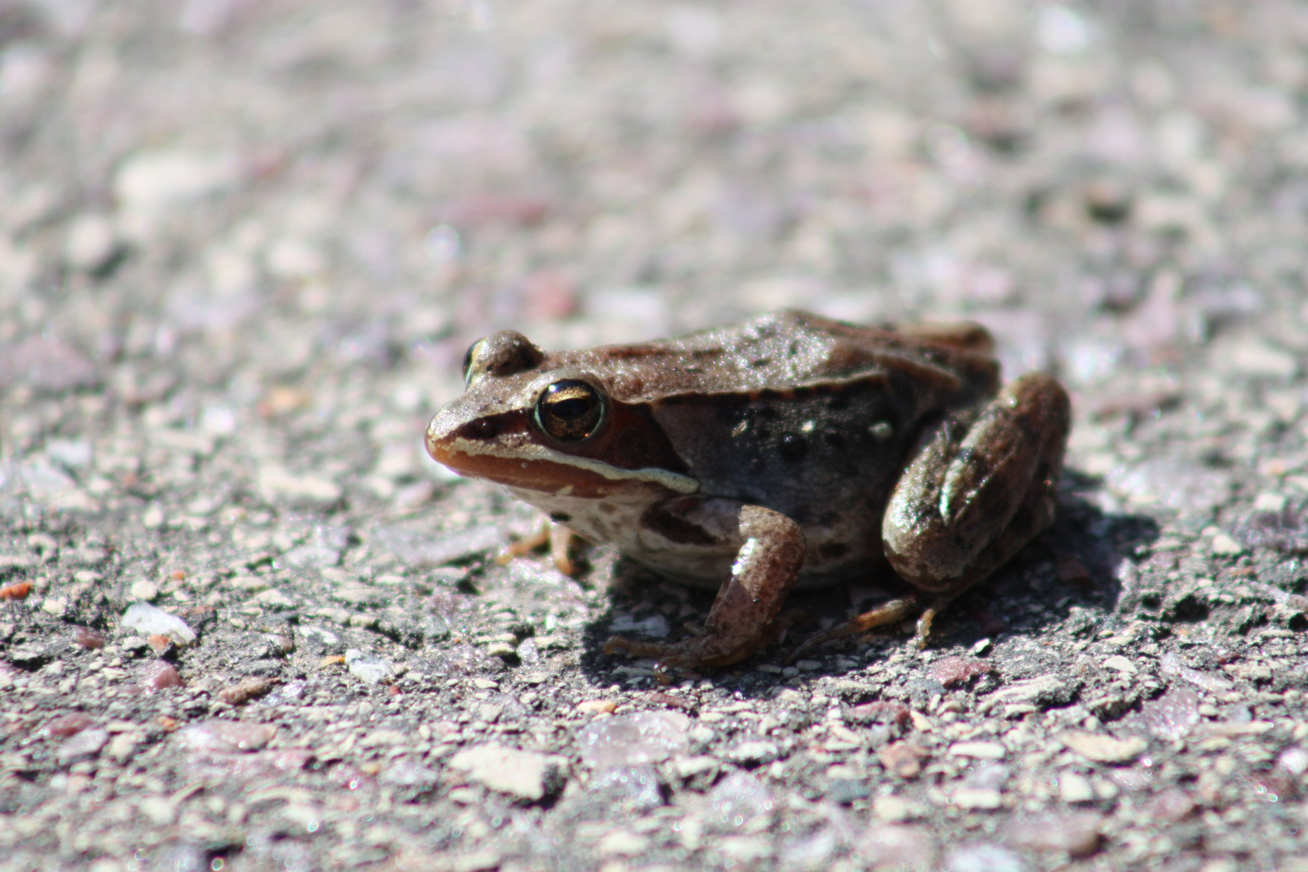 Image of Lithobates Fitzinger 1843