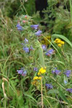 Image of katydid