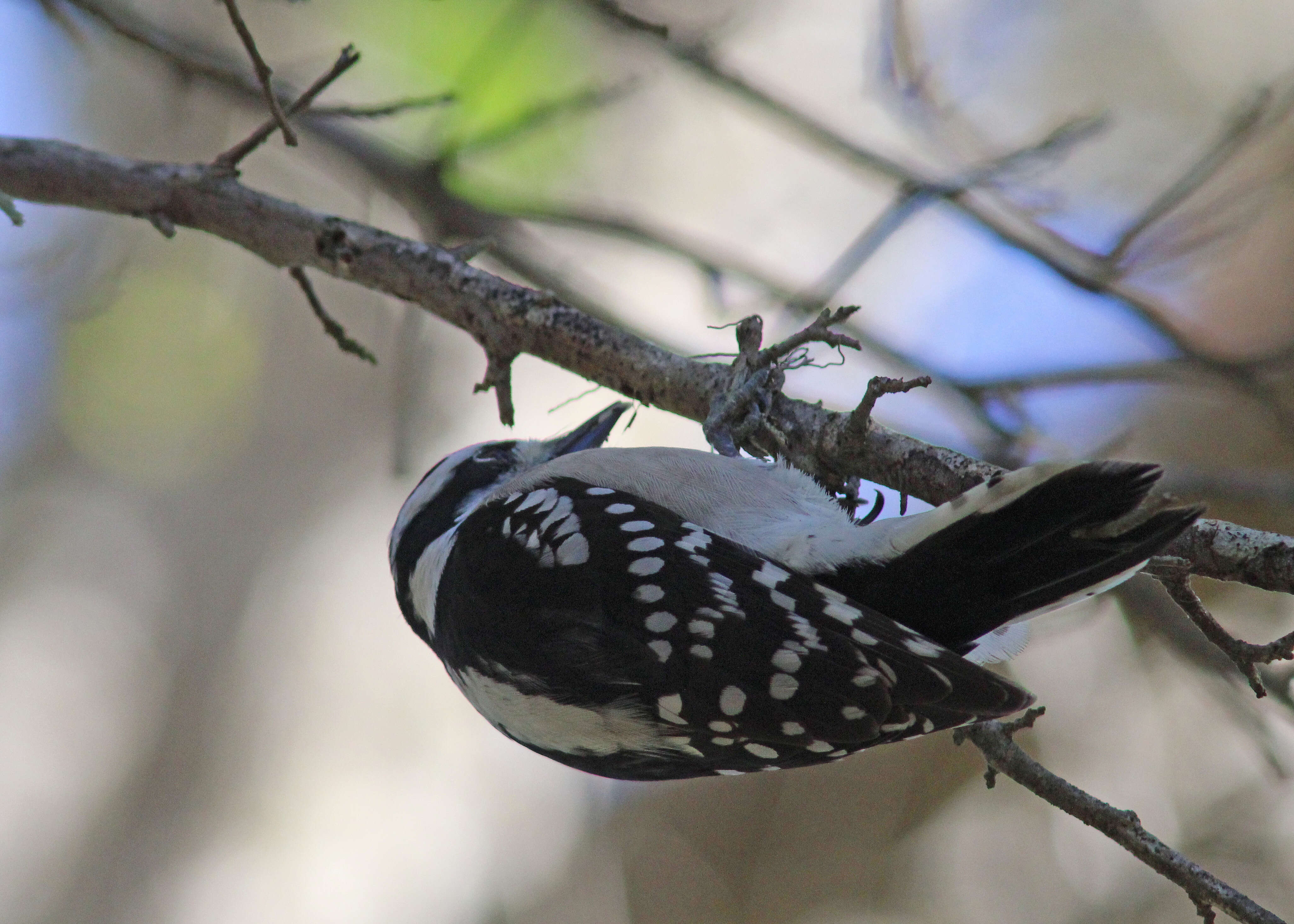 Image of Downy Woodpecker