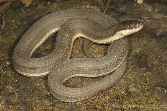 Image of Crayfish Snake