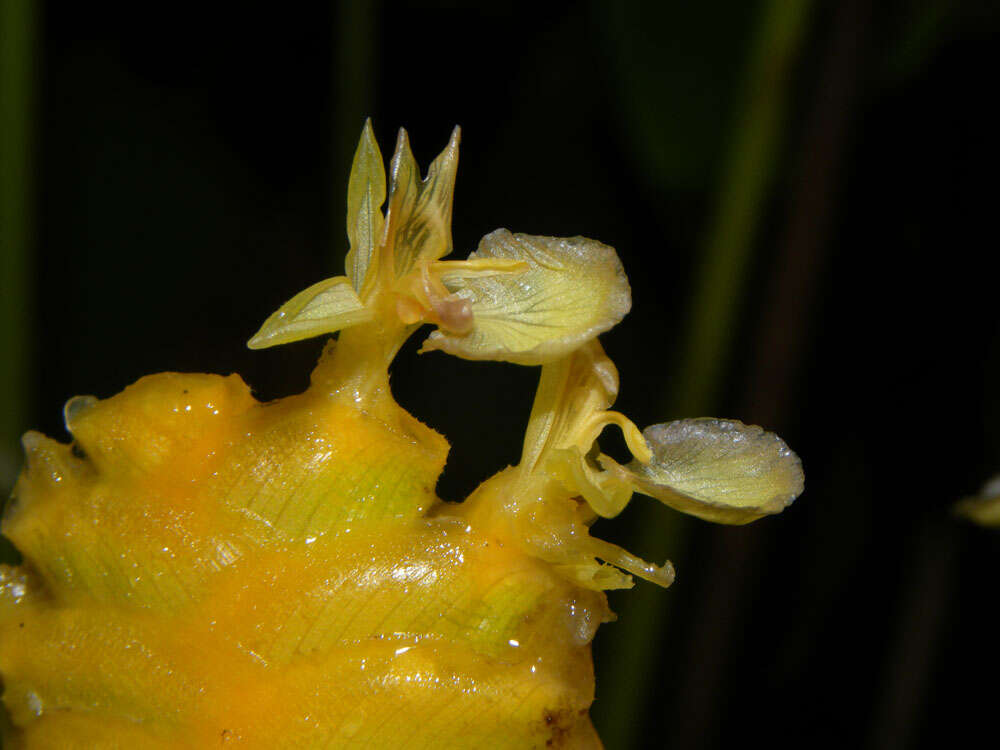 Image of rattlesnake plant