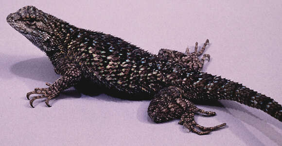 Imagem de Sceloporus occidentalis longipes Baird 1858