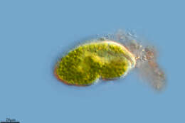Image de Protozoa