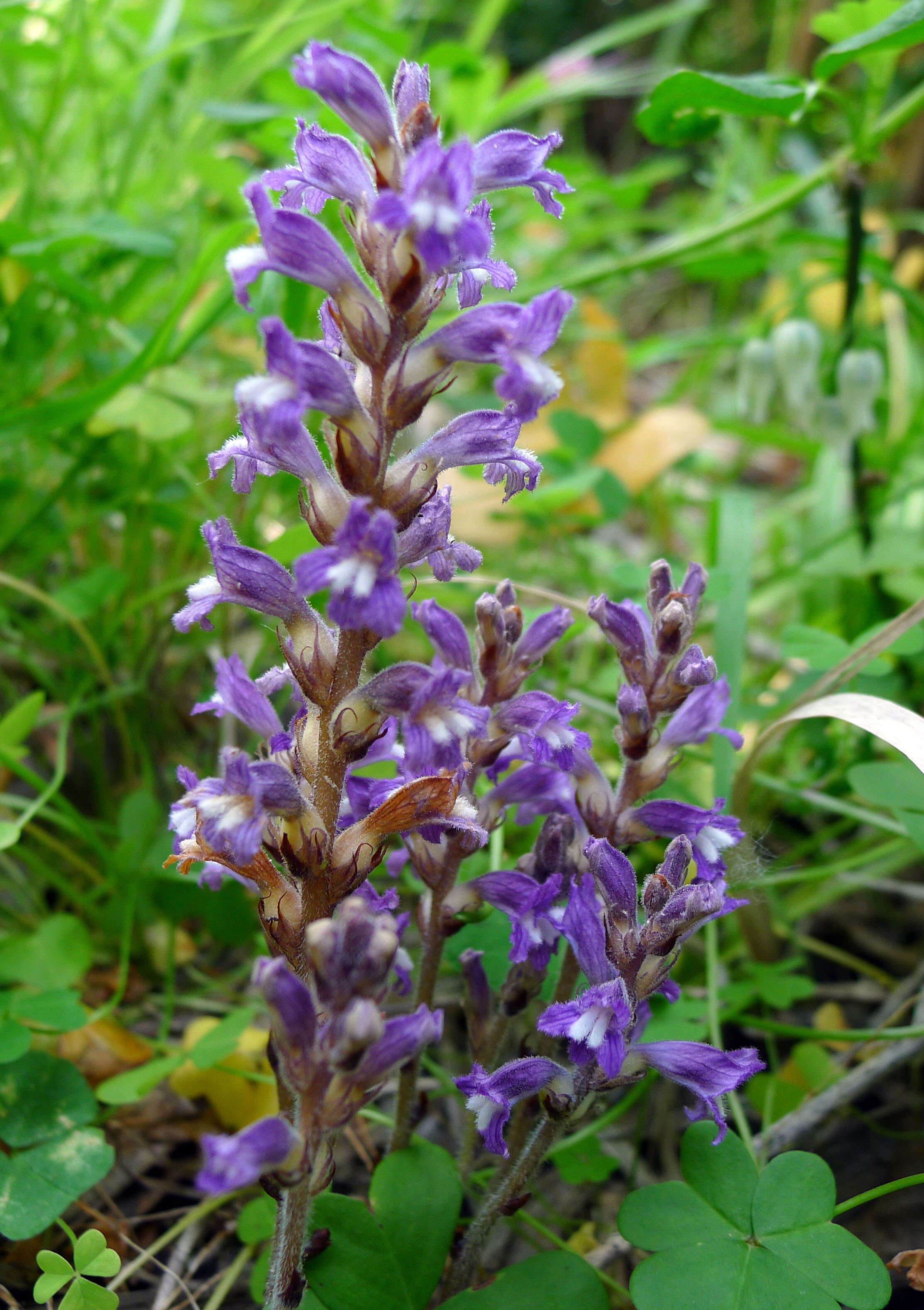 Image of Phelipanche mutelii var. nana (Reut.) Uhlich & Rätzel