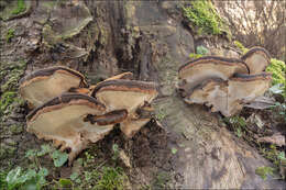 Image of Late fall polypore