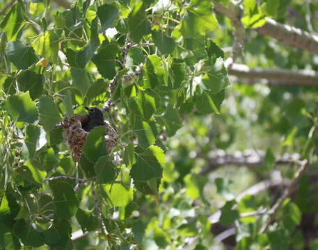 Image of Plumbeous Vireo