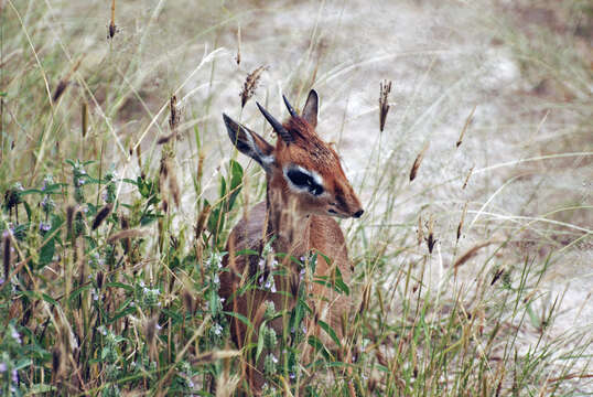 Image of Kirk's Dik-dik