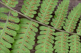 Image of oakfern