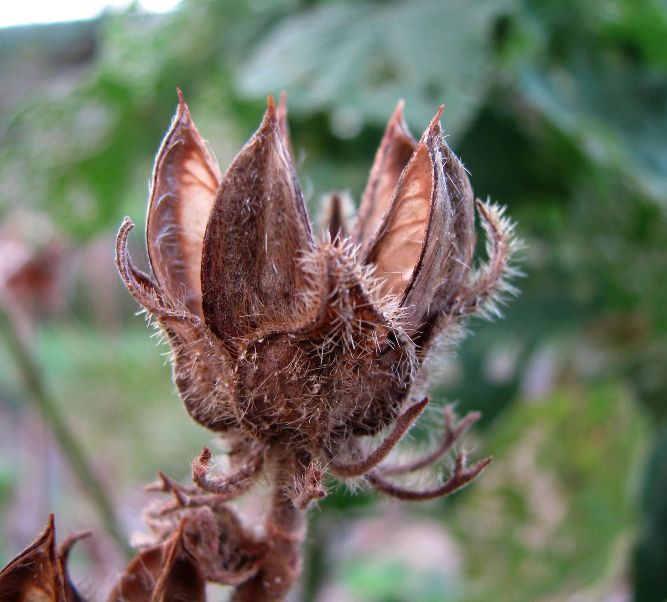 Image of lindenleaf rosemallow