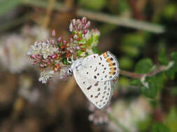 Plancia ëd Plebejus acmon (Westwood (1852))