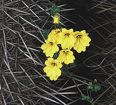 Image of Tropaeolum hookerianum Barn.