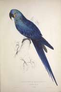 Image of Hyacinth Macaw