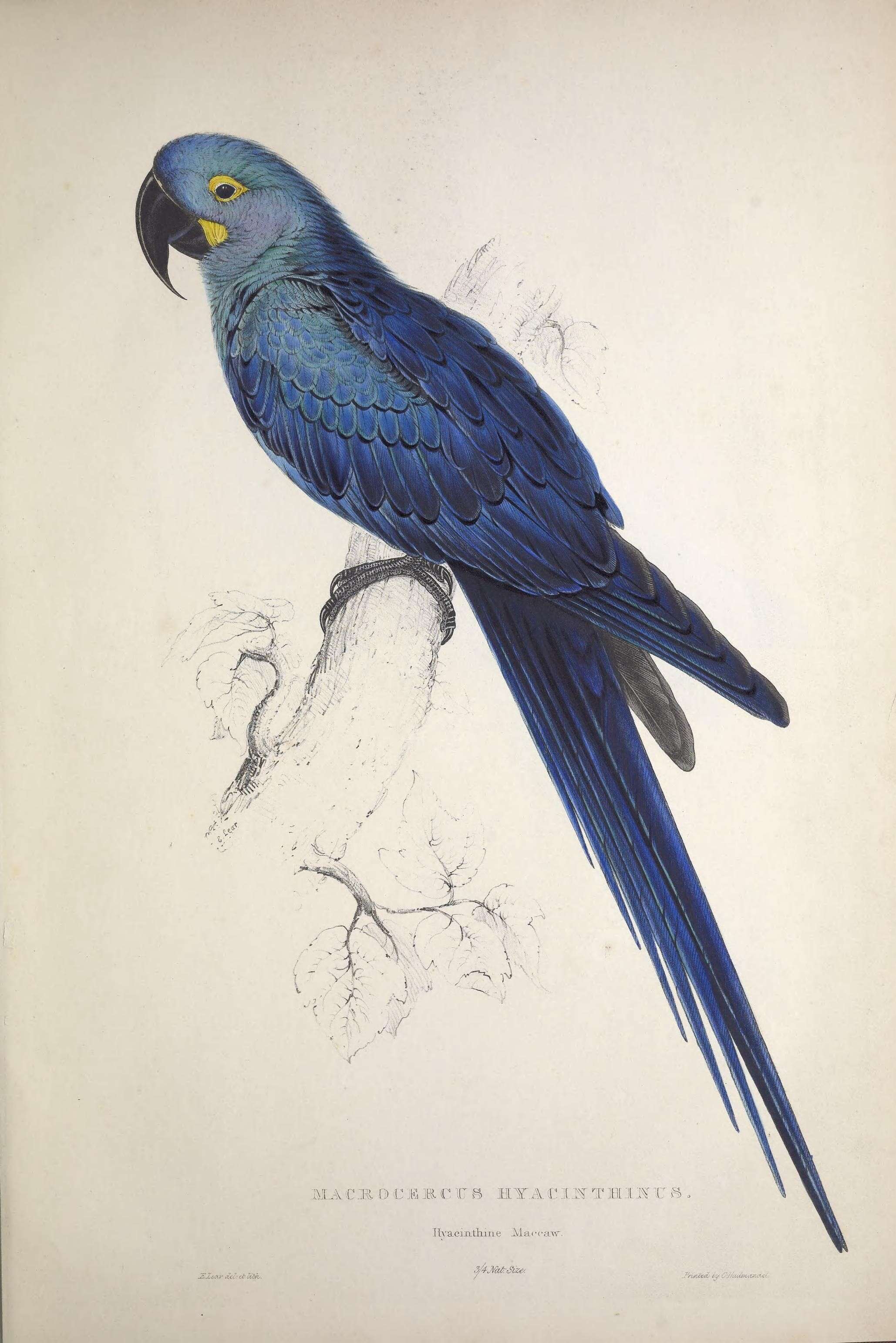 Image of Anodorhynchus Spix 1824
