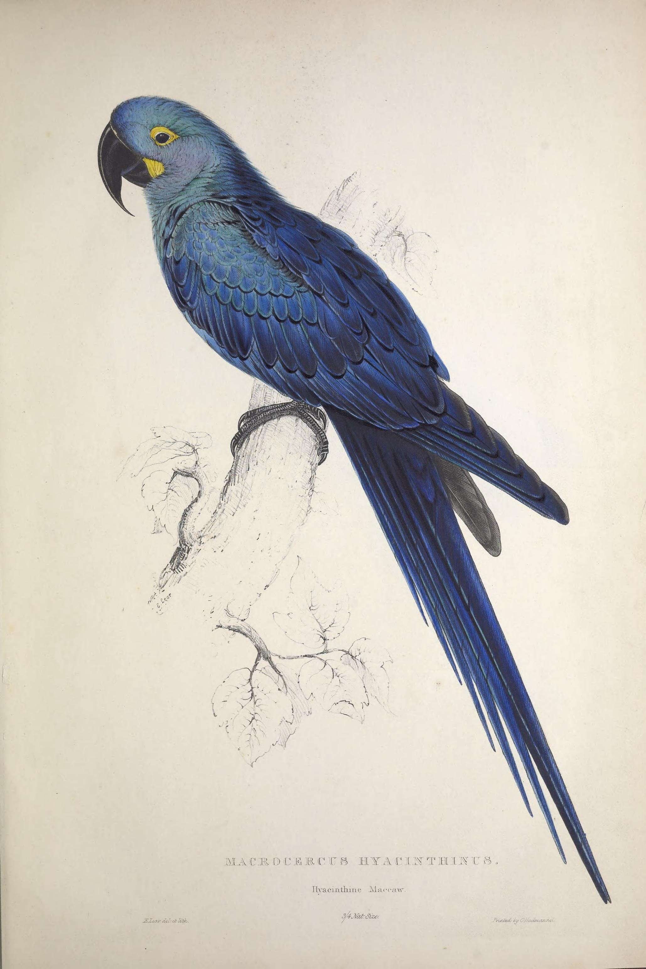 Image of Hyacinth Macaw