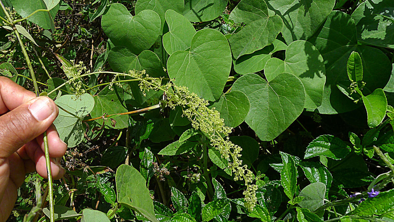 Image of Cissampelos andromorpha DC.