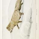 Image of Vulpes lagopus pribilofensis Merriam 1902