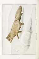 Vulpes lagopus pribilofensis Merriam 1902 resmi