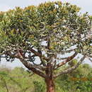 Image of Euphorbia lacei Craib