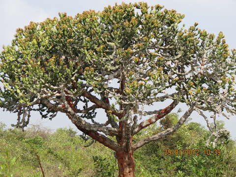 Image of Euphorbia lacei Craib