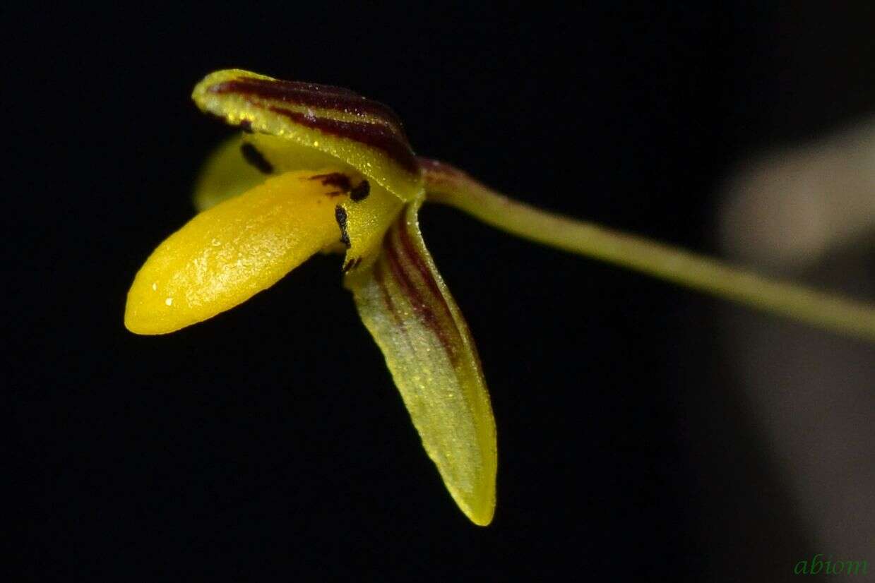 Image de Bulbophyllum tenuifolium (Blume) Lindl.
