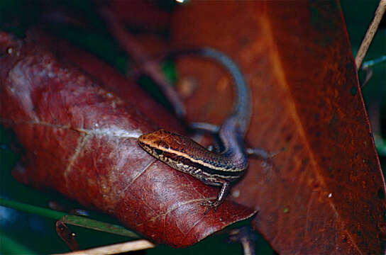 Image of Open-litter Rainbow-skink