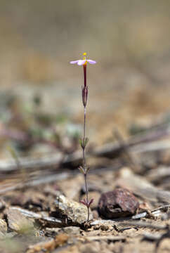 Image of Rattan's linanthus