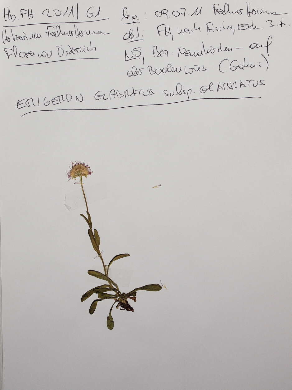 Image de Erigeron glabratus subsp. glabratus Hoppe & Hornsch. ex Bluff & Fingerh.