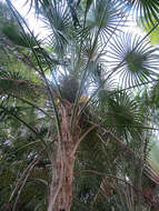 Image of palmetto