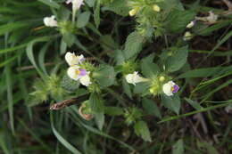 Image of Edmonton hempnettle