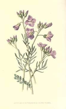 Image of cuckoo flower