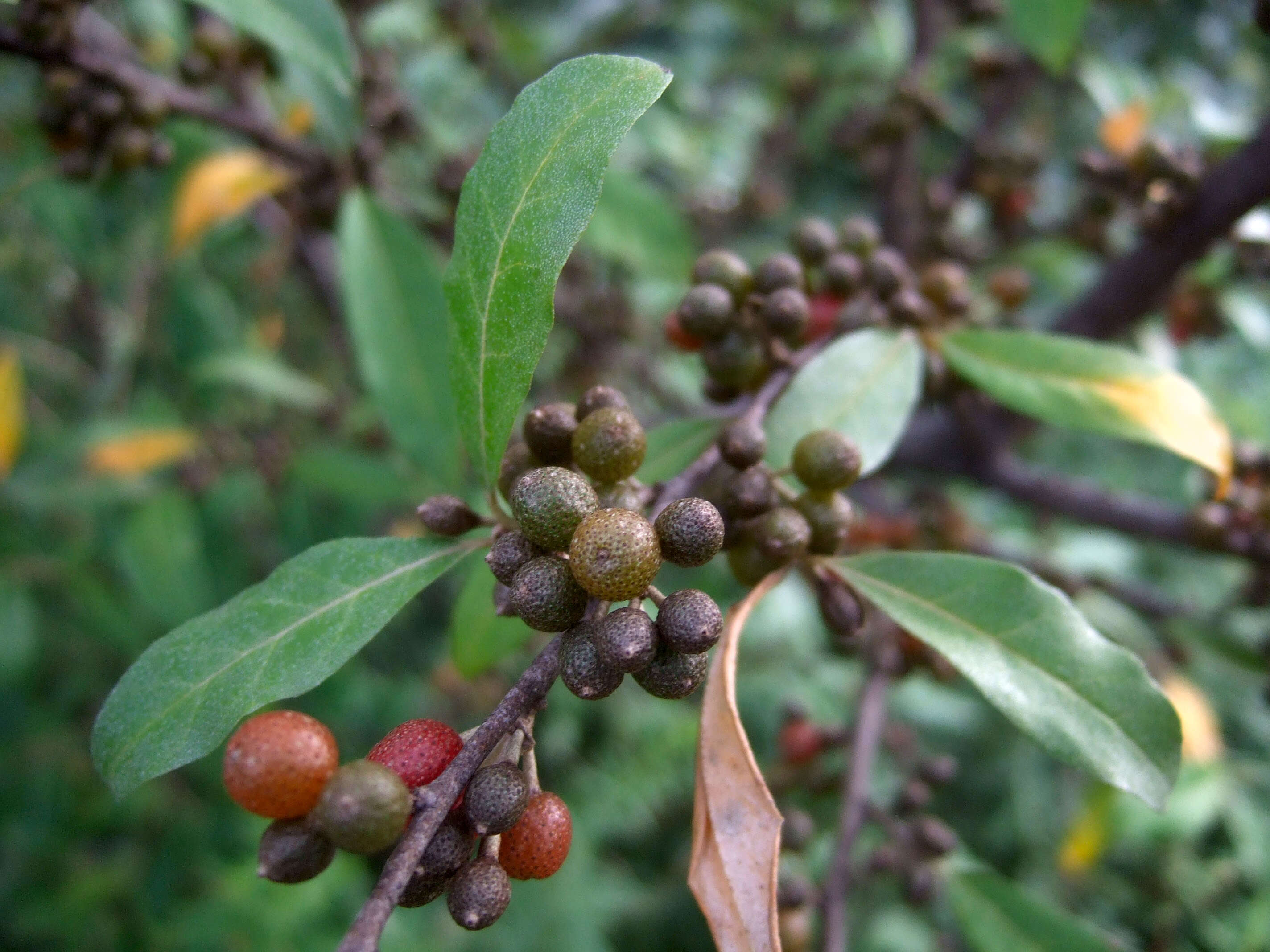 Image of autumn olive