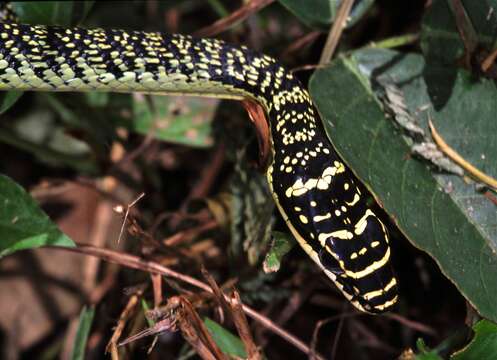 Image of Ornate Flying Snake