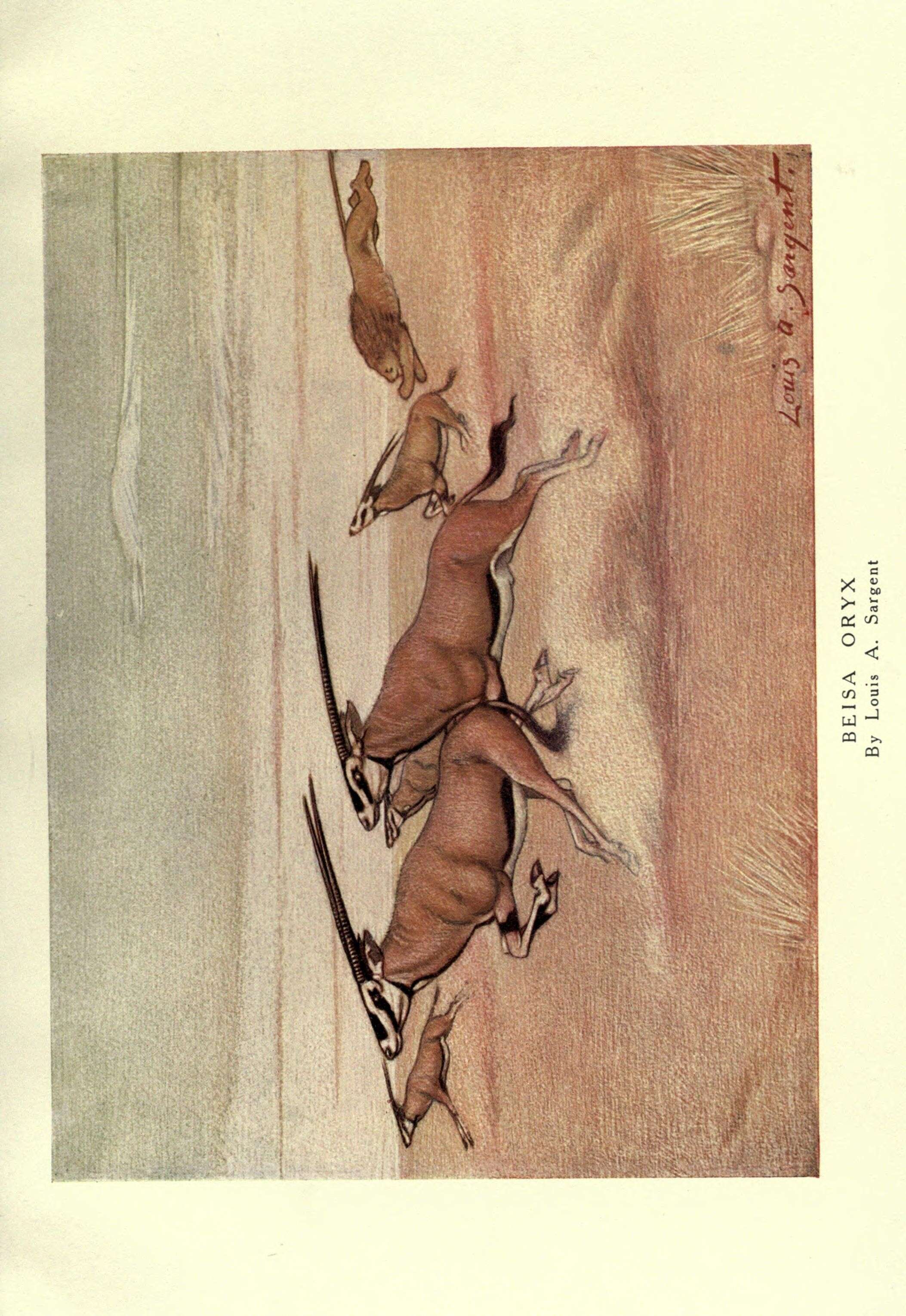 Image de Oryx Blainville 1816