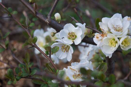 Image of flowering quince